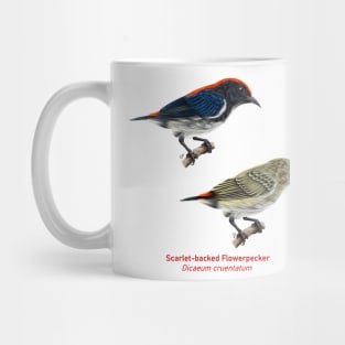 Scarlet-backed Flowerpecker | Dicaeum cruentatum ⚥ Mug